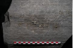 Foto (Detailansicht) von Sigillaria elongata Brongniart (NHMW-GEO-2024-0188-11053)